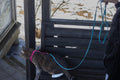 Laisse pour chats