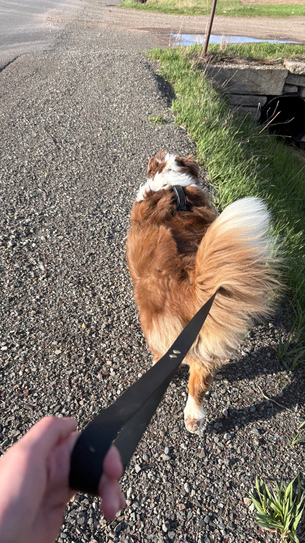 Laisse pour chiens HD 5 pieds