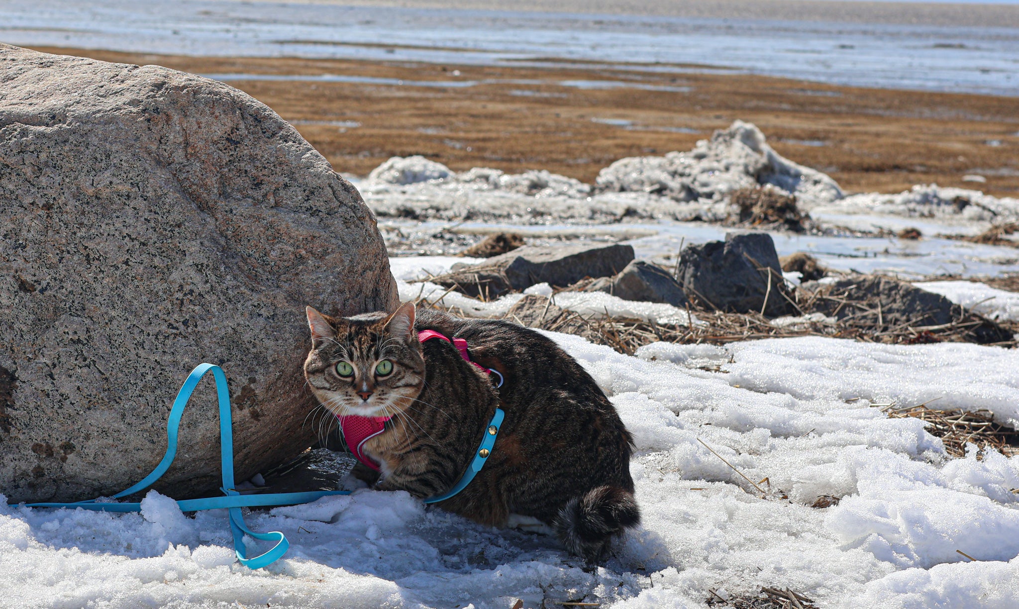Laisse pour chats