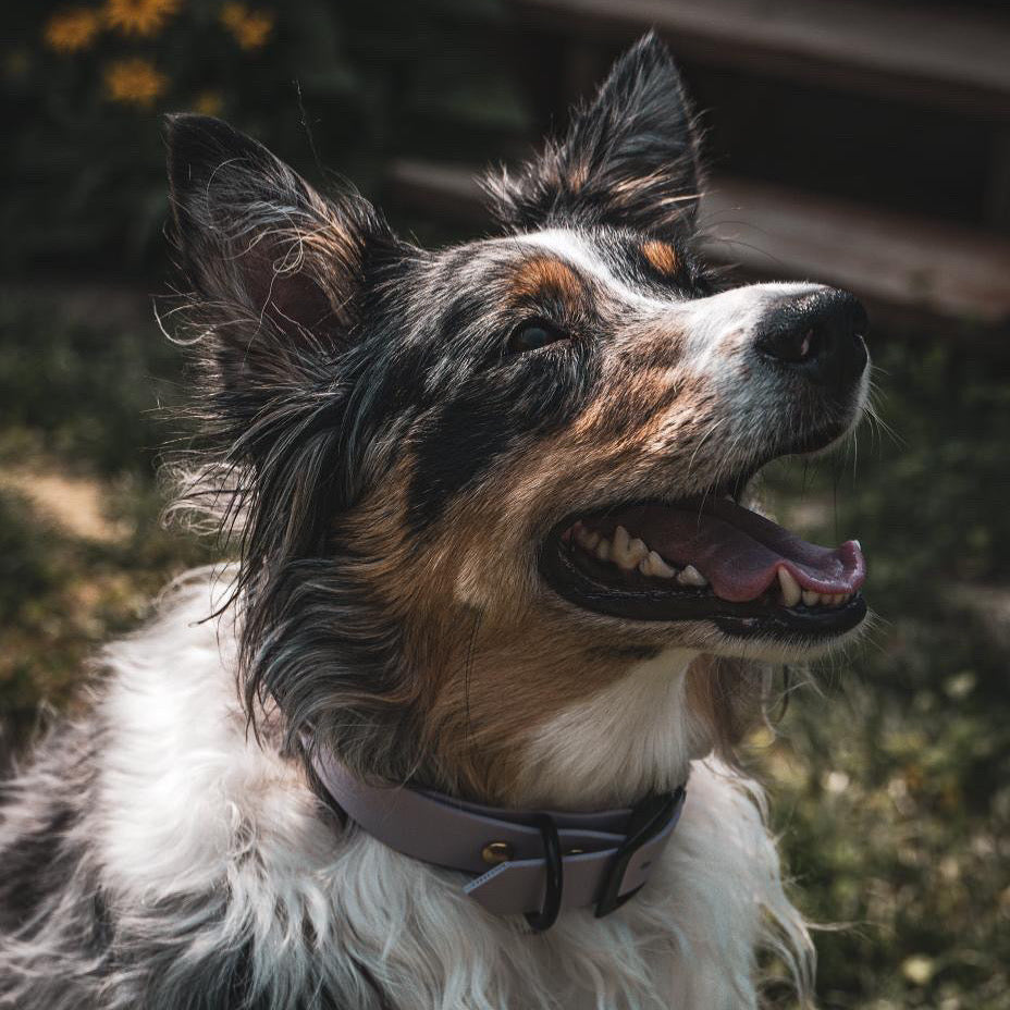 Collier pour chien standard 1 pouce