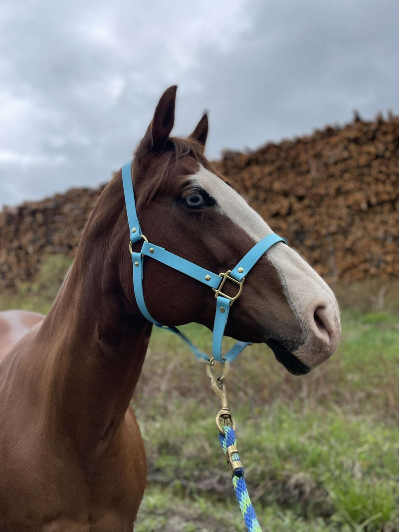 Licou imperméable en biothane