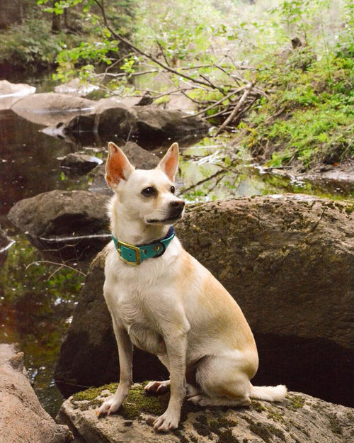Collier pour chien standard 1 pouce