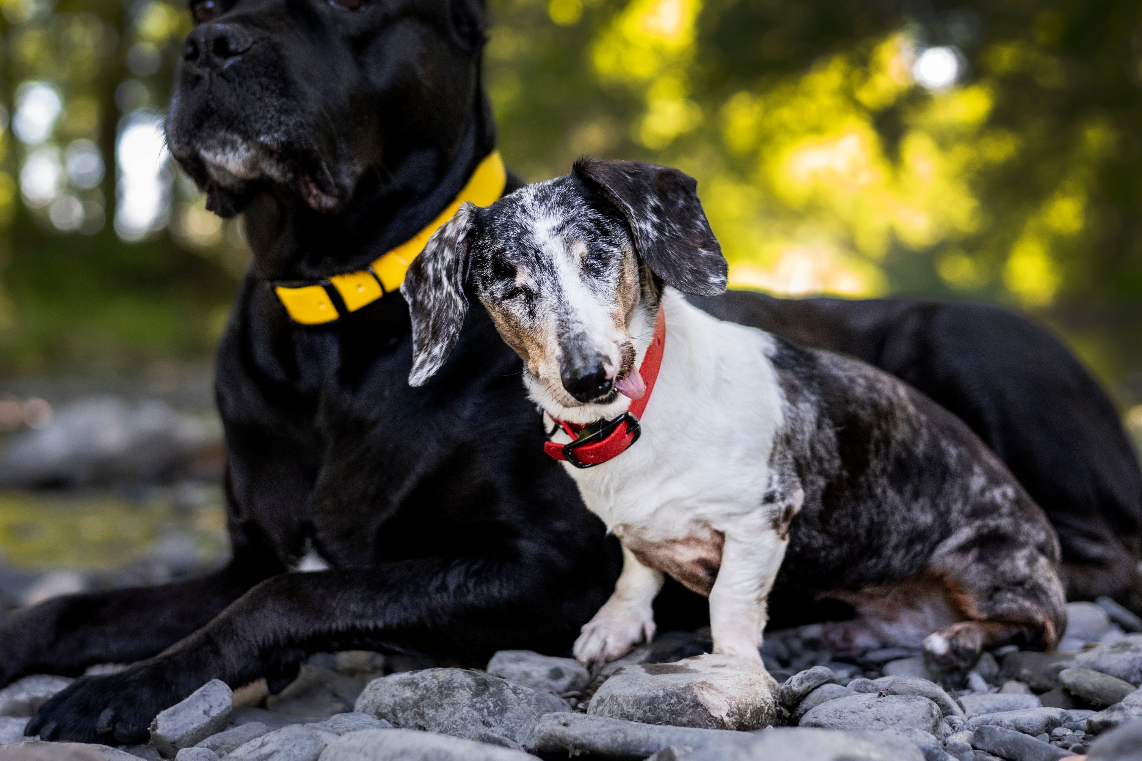 Collier pour chien standard 1 pouce