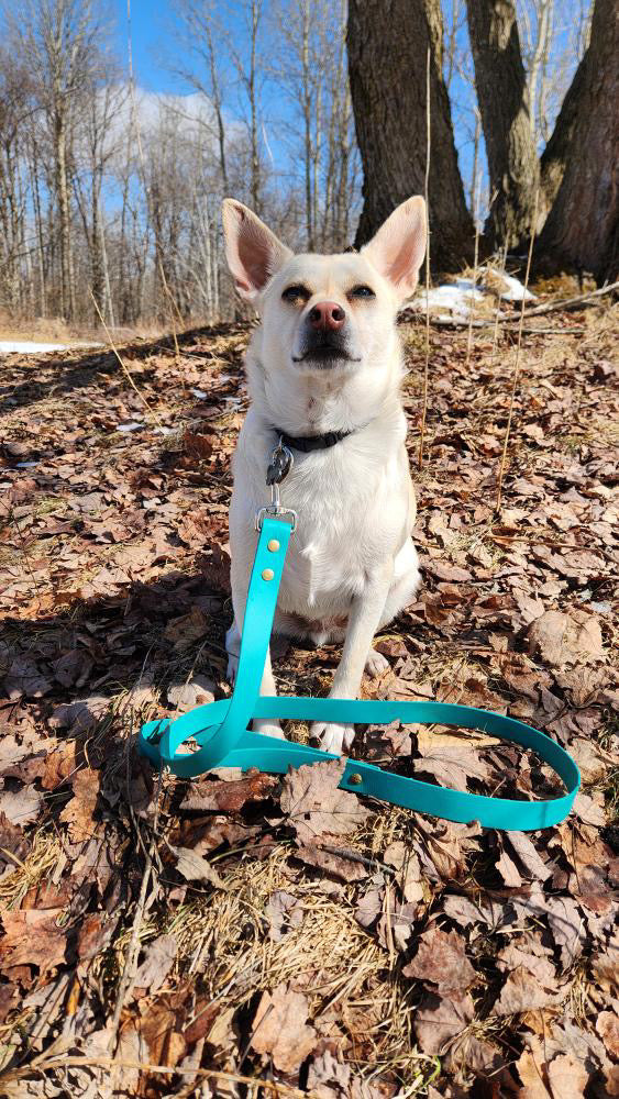 Laisse pour chiens HD 5 pieds
