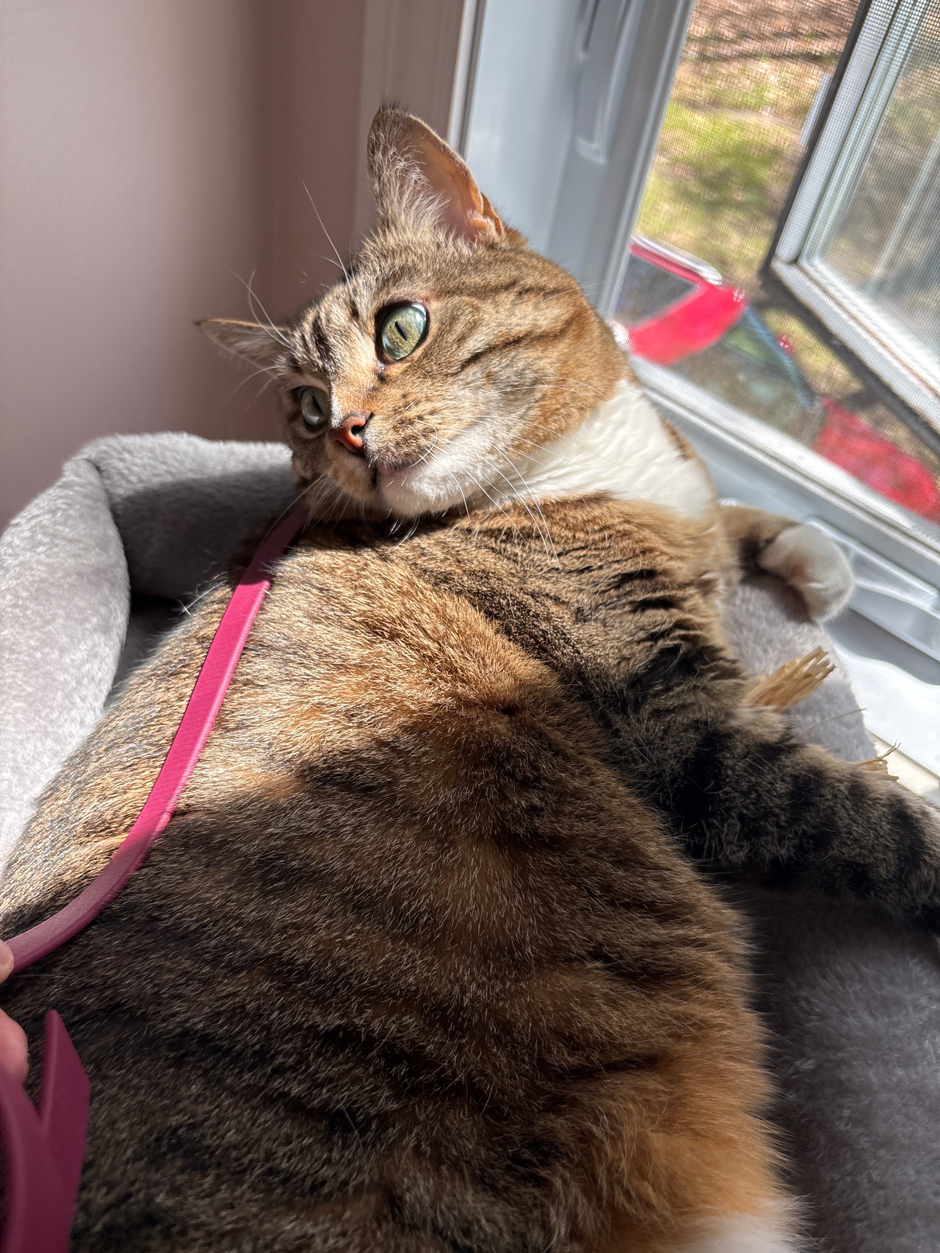 Longue laisse d'extérieur pour chat